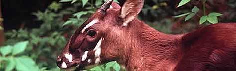 Saola (a.k.a Vu Quang ox). Four - five month old female at the Forest Inventory and Planning ... / ©: WWF-Canon / David HULSE Saola rel=