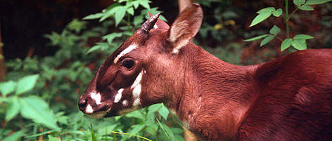 Saola (a.k.a Vu Quang ox). Four - five month old female at the Forest Inventory and Planning ... / ©: WWF-Canon / David HULSE Saola (a.k.a Vu Quang ox). Four - five month old female at the Forest Inventory and Planning ... rel=