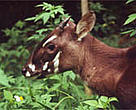Saola (<I>Pseudoryx nghetinhensis</I>, also known as Vu Quang ox).<BR>