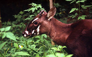 Saola or Vu quang ox (Pseudoryx nghetinhensis); Hanoi, Vietnam. / ©: David HULSE / WWF-Canon / ©: David HULSE / WWF-Canon