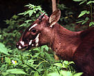 Saola or Vu quang ox (Pseudoryx nghetinhensis); Hanoi, Vietnam.