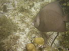 A fish in the reef. / &copy;: WWF/Shalini CAWICH