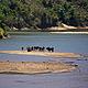 Zebu (Malagasy cattle) crossing a river. © WWF/Sarah Jackson