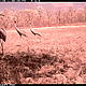 Sarus crane, the tallest flying bird in the world, is suspected to breed in Mondulkiri Protected Forest within Cambodia's Eastern Plains Landscape. © FA / WWF-Cambodia