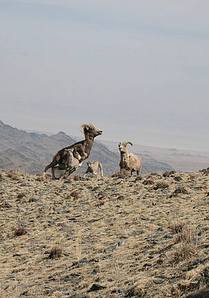  / &copy;: WWF Mongolia