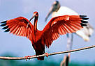 Scarlet ibis (<i>Eudocimus ruber</i>), French Guiana. Large colonies can only survive ... / &copy;: WWF-Canon / Roger LeGUEN