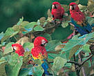 Belize's upper Macal River Valley is home to the last 200 scarlet macaws (<I>Ara macao</I>) left in the country.