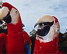 Belize's upper Macal River Valley is home to the last 200 scarlet macaws (<I>Ara macao</I>) left in the country.