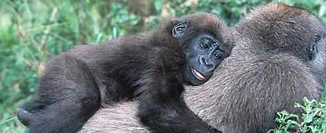 In some cases the common name and scientific name are same. For example, Gorilla's scientfic name ... / ©: WWF-Canon / Martin Harvey In some cases the common name and scientific name are same. For example, Gorilla's scientfic name ... rel=
