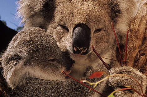 Koala (Phascolarctos cinereus, mother with joey (young) feeds on eucalyptus leaves. Australia. / ©: Martin Harvey / WWF-Canon Koala mother with joey (young) feeds on eucalyptus leaves. Australia. rel=