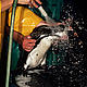 Oil is cleaned off a penguin in South Africa by the Southern African National Foundation for Conservation of Coastal Birds. Chronic oiling is a significant problem for penguins. Along the western coast of South America thousands of penguins, especially Magellanic penguins (Spheniscus magellanicus), have died after being covered in oil from unknown sources. Split oil tankers and exploding oil ... © Martin Harvey / WWF-Canon