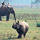 Indian rhinoceros (Rhinoceros unicornis) radio tracking on Indian elephant, Chitwan National Park, Nepal © Michel Gunther / WWF-Canon