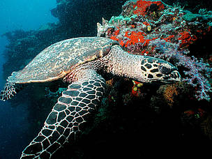  / &copy;: Cat Holloway / WWF-Canon