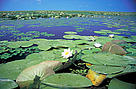 White water lily (Nymphaea alba); Danube-Carpathian
Lake inside reeds, with White waterlily, ... / ©: Anton Vorauer / WWF-Canon / ©: Anton Vorauer / WWF-Canon