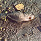 Karachi, Pakistan - A dead fish covered with oil lies on the beach in the aftermath of the 'Tasman Spirit' oil spill when 12,000 tons of oil spilled into the Arabian Sea. It is considered the worst environmental disaster in Pakistan's history. © WWF-Pakistan / WWF-Canon