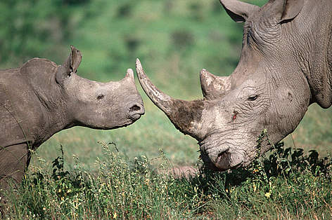 Southern white rhinoceros (Ceratotherium simum simum) mother and calf. The white rhino is listed by ... / ©: Martin Harvey / WWF-Canon Southern white rhinoceros mother and calf. The white rhino is listed by the IUCN as endangered. rel=