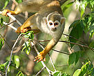 Squirrel monkey (Saimiri sciureus) in a tree. Mountains of Tumucumaque National Park, Amapá, Brazil, 2005.
