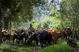 Livestock and human encroachment is a serious threat to Virunga National Park, an important ... / ©: Kate Holt / WWF-UK A cattle herder with his cattle on the edge of Virunga National Park, near the provincial capital ... / ©: Kate Holt / WWF-UK