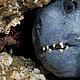 &copy; Wild Wonders of Europe /Magnus Lundgren / WWF