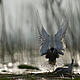 &copy; Wild Wonders of Europe /Milán Radisics / WWF
