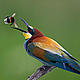 &copy; Wild Wonders of Europe /Markus Varesvuo / WWF