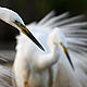 &copy; Wild Wonders of Europe /Markus Varesvuo / WWF