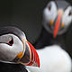 &copy; Wild Wonders of Europe /Orsolya Haarberg / WWF