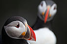 Atlantic puffin (Fratercula arctica), Iceland. / ©: Wild Wonders of Europe /Orsolya Haarberg / WWF / ©: Wild Wonders of Europe /Orsolya Haarberg / WWF