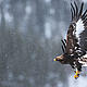 © Wild Wonders of Europe /Staffan Widstrand / WWF