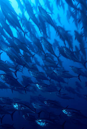 A school of Northern bluefin tuna (Thunnus thynnus) during their migration in the Mediterranean ... / ©: Brian J. Skerry / National Geographic Stock / WWF / ©: Brian J. Skerry / National Geographic Stock / WWF