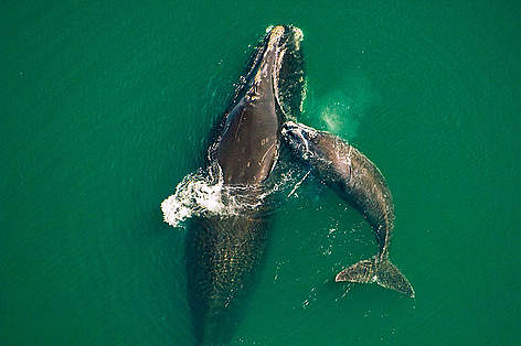 Northern right whale mother & calf (Eubalaena glacialis) off the Atlantic coast of Florida. / ©: Brian J. Skerry / National Geographic Stock / WWF Northern right whale mother & calf (Eubalaena glacialis) off the Atlantic coast of Florida. rel=