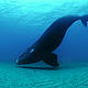 © © Brian J. Skerry / National Geographic Stock / WWF
