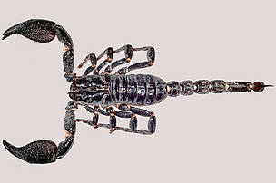 Heterometrus nepalensis. Among the new finds are 3 species of scorpion, one of which was described from the Chitwan National Park in Nepal in 2004. This discovery was particularly significant as it was the first species of scorpion ever to be discovered in the country. The 8cm long, reddish-black, species has a smooth carapace, and a reddish-brown tail tip or telson that contains the venom.