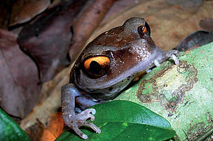 Smith’s litter frog (Leptobrachium smithi), identified in 1999, one of 5 new frog discoveries in the Indian state of Assam. 