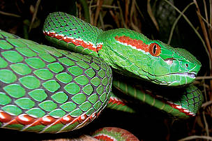 A male Gumprecht’s green pitviper (Trimeresurus gumprechti).  Officially discovered in 2002, Gumprecht’s green pitviper is venomous and capable of growing to 130cm in length. Scientists predict that larger specimens exist. 