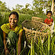 60% of the population derive their livelihood from agriculture. © WWF / Simon de Trey White