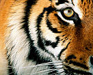 Tiger face, California, USA Close up of a captive tiger's face (Panthera tigris), Africa Marine World, Vallejo, California, United States.  Image No: 239815