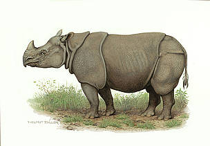 Javan rhinoceros (Rhinoceros sondaicus) / ©: WWF-Canon / Helmut Diller Javan rhinoceros (Rhinoceros sondaicus) / ©: WWF-Canon / Helmut Diller
