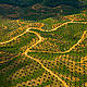 &copy; naturepl.com/Juan Carlos Munoz / WWF
