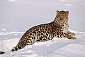 Amur leopard (Panthera pardus orientalis) lying in snow. Captive animal, USA / &copy;: naturepl.com/Lynn M. Stone / WWF