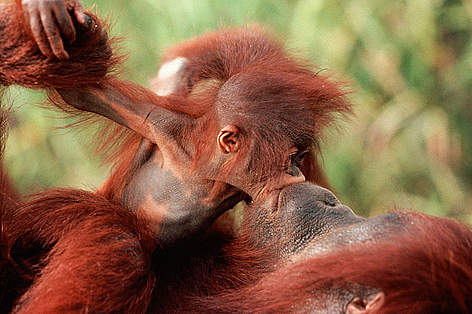 Orang utan (Pongo pygmaeus) baby 'kissing' mother, Borneo. / ©: naturepl.com /Karl Ammann / WWF Orang utan (Pongo pygmaeus) baby 'kissing' mother, Borneo. rel=