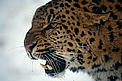 Amur leopard, (Panthera pardus orientalis) snarling in snow. Captive. / &copy;: naturepl.com/Lynn M. Stone / WWF