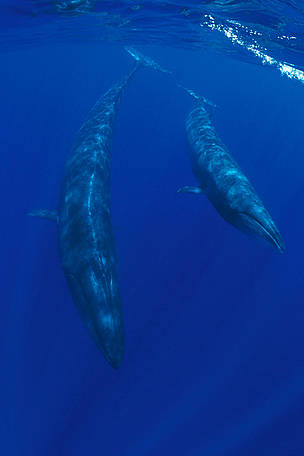 Sei whale and calf (Balaenoptera borealis) Azores, North Atlantic Ocean / ©: naturepl.com/Doug Perrine / WWF Sei whale and calf (Balaenoptera borealis) Azores, North Atlantic Ocean / ©: naturepl.com/Doug Perrine / WWF