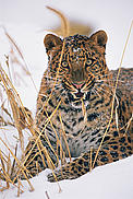 Amur leopard (Panthera pardus orientalis) snarling / &copy;: naturepl.com/Lynn M. Stone / WWF