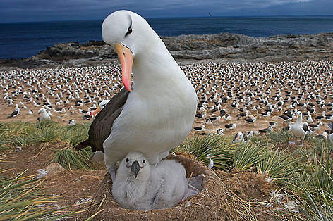 Black-browed albatross (Diomedea / Thalassarche melanophrys) with chick on nest, part of a large ... / ©: naturepl.com /Andy Rouse / WWF Black-browed albatross with chick on nest, part of a large colony, Steeple Jason, Falkland Islands rel=