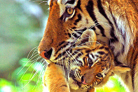 Siberian tiger (Panthera tigris altaica) gently carries young cub in her mouth. / ©: naturepl.com /Edwin Giesbers / WWF Siberian tiger gently carries young cub in her mouth. rel=