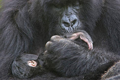 Mountain gorilla (Gorilla beringei beringei) mother cradling and kissing foot of 1 week baby, ... / ©: naturepl.com /Andy Rouse / WWF Mountain gorilla mother cradling and kissing foot of 1 week baby, Volcanoes NP, Virunga Mountains, ... rel=