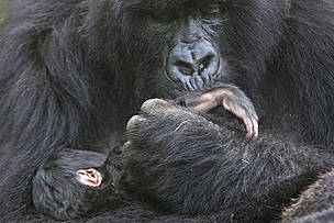 Mountain gorilla (Gorilla beringei beringei) mother with 1-week old baby, Volcanoes National Park, ... / ©: naturepl.com /Andy Rouse / WWF Mountain gorilla mother cradling and kissing foot of 1 week baby, Volcanoes NP, Virunga Mountains, ... / ©: naturepl.com /Andy Rouse / WWF