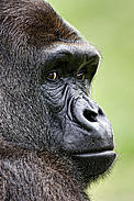 Western lowland gorilla (Gorilla gorilla gorilla). / ©: naturepl.com/Guy Edwardes / WWF Western lowland gorilla (Gorilla gorilla gorilla) captive, Port Lympne Wild Animal Park, Kent, ... / ©: naturepl.com/Guy Edwardes / WWF