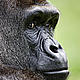 &copy; naturepl.com/Guy Edwardes / WWF